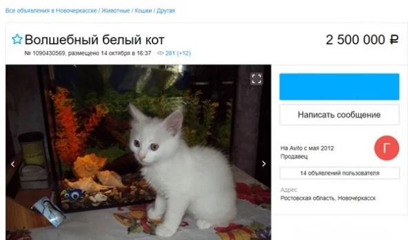 Фото: Ростовчанин выставил на продажу «волшебного» белого кота 2