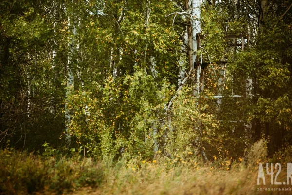 В России начали тестировать вакцину против аллергии на пыльцу берёзы