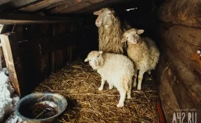 Кузбассовец три года пас овец в другом регионе, пока его искала полиция