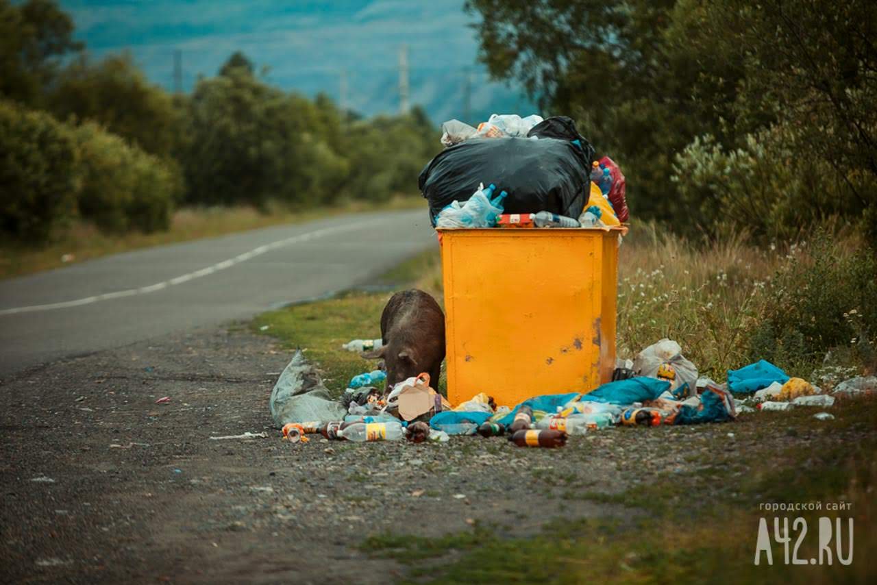 В Новокузнецке у мусорных контейнеров установят фотоловушки