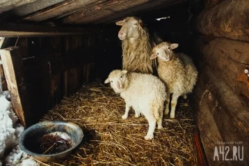 Фото: Кузбассовец три года пас овец в другом регионе, пока его искала полиция 1