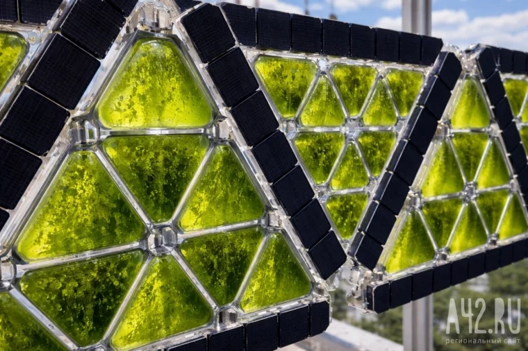 Фото: Мох-биосенсор. Как «зелёный» фасад дома может отслеживать загрязнение воздуха в Кузбассе 3