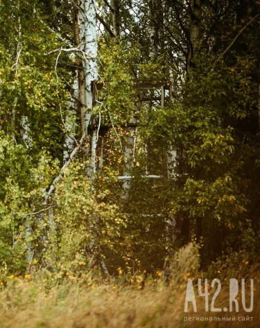 В России начали тестировать вакцину против аллергии на пыльцу берёзы