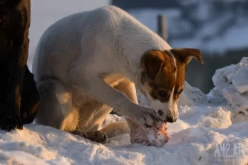 Фото: Власти прокомментировали пост в соцсетях об убийстве собак на глазах детей в Кузбассе 1