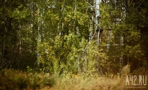 В России начали тестировать вакцину против аллергии на пыльцу берёзы