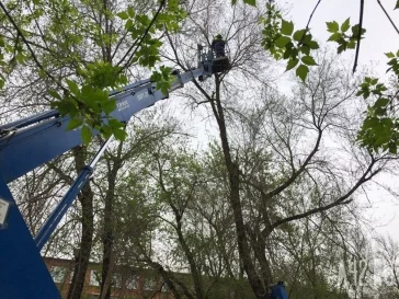 Фото: Кемеровские спасатели сняли с дерева кота, просидевшего там три дня 2