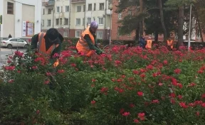 В кемеровском сквере «Орбита» высадят крупные тюльпаны