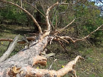 Фото: В Кузбассе бездомный свалил дерево, чтобы обустроить себе жильё в лесу: его ждёт суд 1