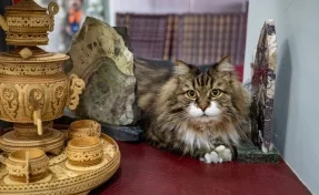 Кот-сотрудник музея в Новокузнецке борется за победу в конкурсе от Минкульта РФ