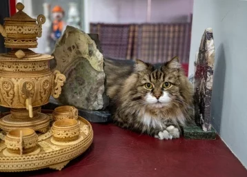 Фото: Кот-сотрудник музея в Новокузнецке борется за победу в конкурсе от Минкульта РФ 1