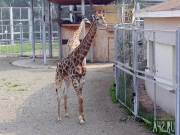 Фото: Единственный в мире жираф без пятен родился в зоопарке Теннесси  1