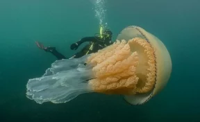 Дайверы показали фото гигантской медузы размером с человека