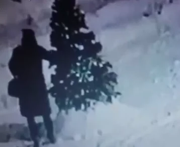 Фото: В Кузбассе похитительница новогодней ёлки пришла в полицию с повинной 1