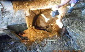 В Новокузнецке спасатели вытащили провалившуюся под пол корову