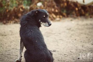 Фото: Соцсети: неизвестный застрелил собаку возле гаражей в Кузбассе 1
