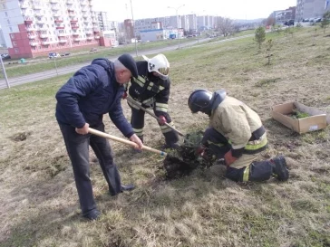 Фото: На «Аллее спасателей» в Новокузнецке высадили новые деревья взамен вырубленных 2