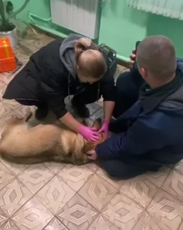 В Москве иностранец избил бездомную собаку