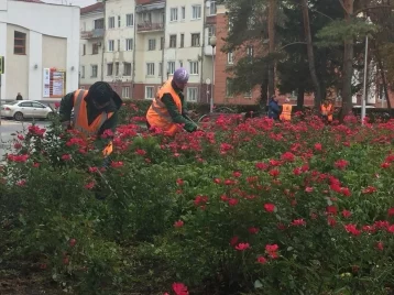 Фото: В кемеровском сквере «Орбита» высадят крупные тюльпаны 1