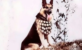 В Кемерове восстановят памятник служебному псу, застреленному злоумышленниками 