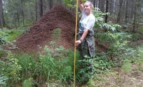 Муравейник в Ханты-Мансийске признали самым крупным в стране
