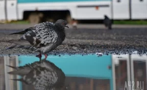Щипал мёртвого голубя и кувыркался: в Новокузнецке заметили неадекватного мужчину