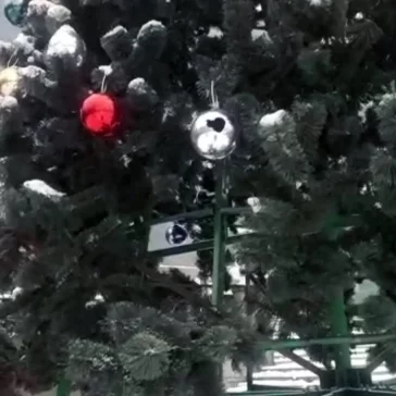 Фото: В Прокопьевске вандалы повредили главную новогоднюю ель города 2