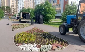 В Кемерове на клумбы высадили более полумиллиона цветов