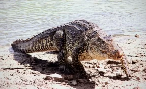 Крокодилы съели демонстрировавшего чудо священника