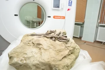 Фото: В Кузбассе останки динозавра исследовали на аппарате для томографии  1