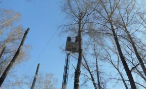 В Новокузнецке обрезали опасные тополя
