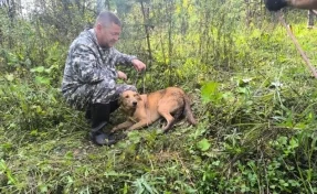 В Новокузнецке спасатели достали собаку из заброшенной 9-метровой штольни
