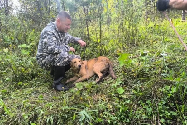 В Новокузнецке спасатели достали собаку из заброшенной 9-метровой штольни
