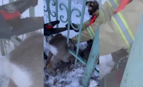 В Кузбассе спасение застрявшей в заборе косули попало на видео 