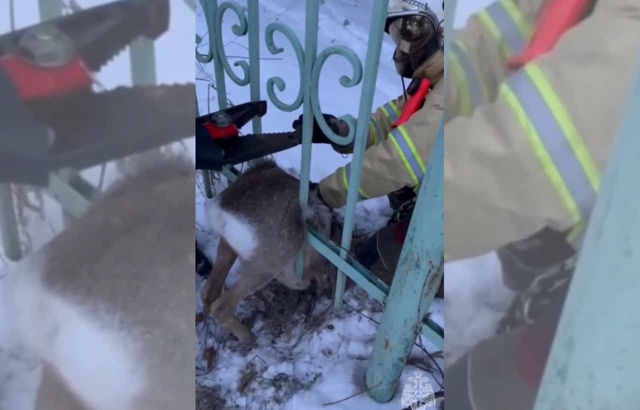 В Кузбассе спасение застрявшей в заборе косули попало на видео 
