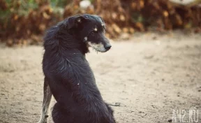 Соцсети: неизвестный застрелил собаку возле гаражей в Кузбассе