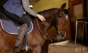 Лошади, бизнес, дети-инвалиды и коловрат: конно-спортивную школу в Кемерове выгоняют с чужой земли