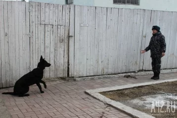 Фото: В надёжных лапах: как собаки служат в ГУФСИН 10