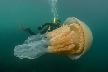 Фото: Дайверы показали фото гигантской медузы размером с человека 1