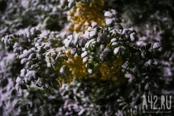 Фото: «Для августа это редкость»: синоптики прокомментировали снег в Шерегеше 1