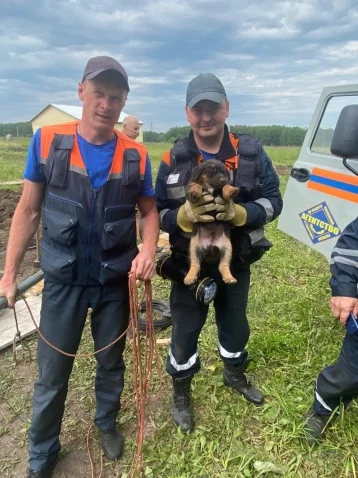 Фото: В Кемерове два щенка провалились в буровой шурф 1