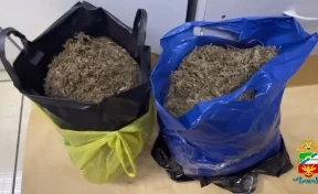 В Кузбассе мужчина собирал коноплю возле железной дороги