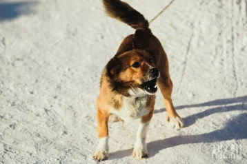 Фото: Соцсети: собака укусила школьника в Кузбассе 1