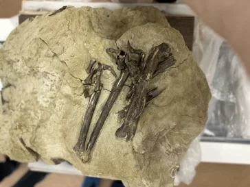 Фото: В Кузбассе останки динозавра исследовали на аппарате для томографии  2