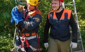 В Новокузнецке спасатели помогли кошке спуститься с дерева