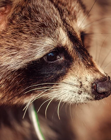 В Минприроды Краснодарского края опровергли массовый отстрел енотов в регионе