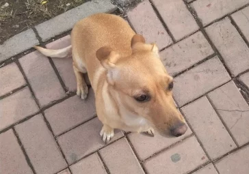 Фото: В Кемерове на Южном найден брошенный пёс 2