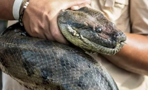 В Москве во дворе жилого дома нашли крупную змею