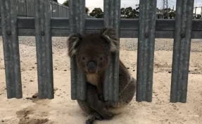В Австралии нашли «самую неудачливую коалу» планеты
