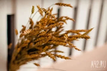 Фото: В Кузбассе на 17% снизился урожай зерновых 1