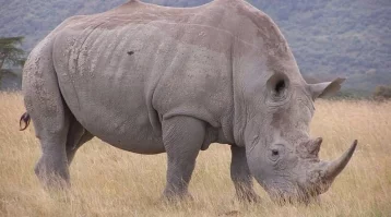 Фото: В Кении усыпили последнего в мире самца северного белого носорога 1
